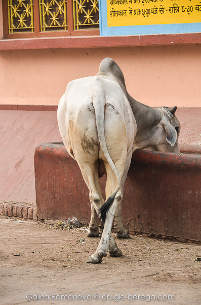 Индийская корова-кокетка