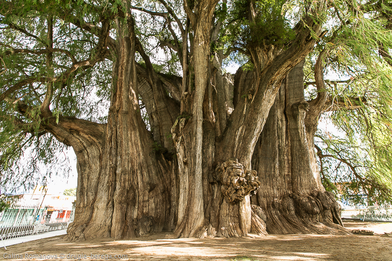Дерево Туле, Мексика; Arbol del Tule - самое толстое дерево на земле 