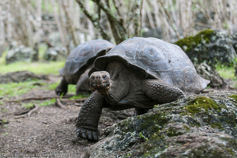 Гигантские (слоновые) черепахи, Галапагосские острова