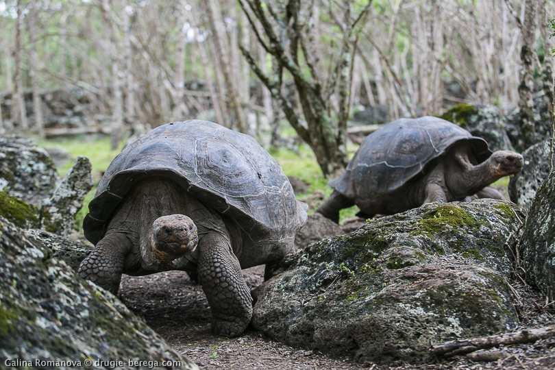 Гигантские (слоновые) черепахи, Галапагосские острова