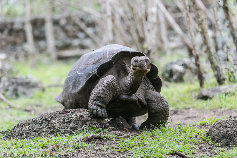 Гигантская (слоновая) черепаха, Галапагосские острова