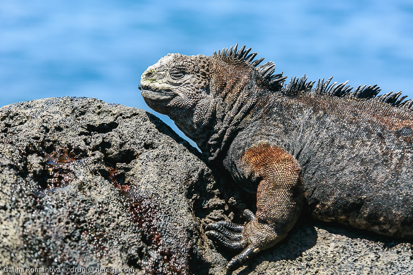 Галапагосские острова, остров Сан-Кристобаль; Galapagos, San Cristobal island