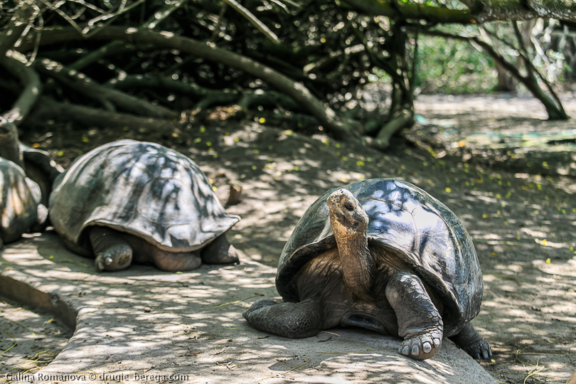 Слоновая или галапагосская черепаха на острове Исабела