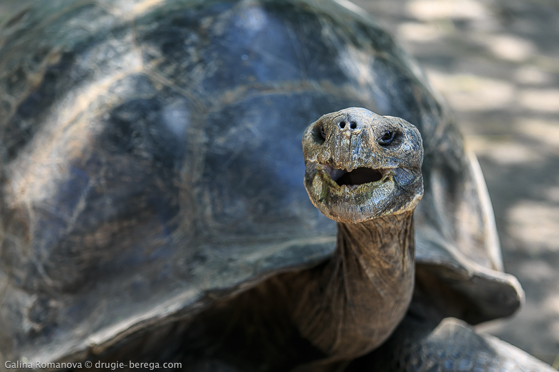 Слоновая или галапагосская черепаха, Галапагосские острова