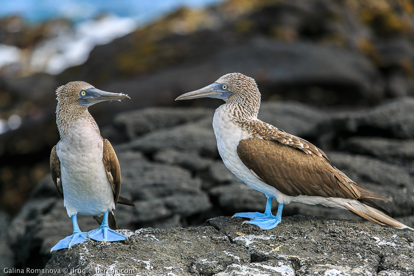 Голуболапые олуши, Галапагосские острова; Blue-footed booby, Galapagos islands