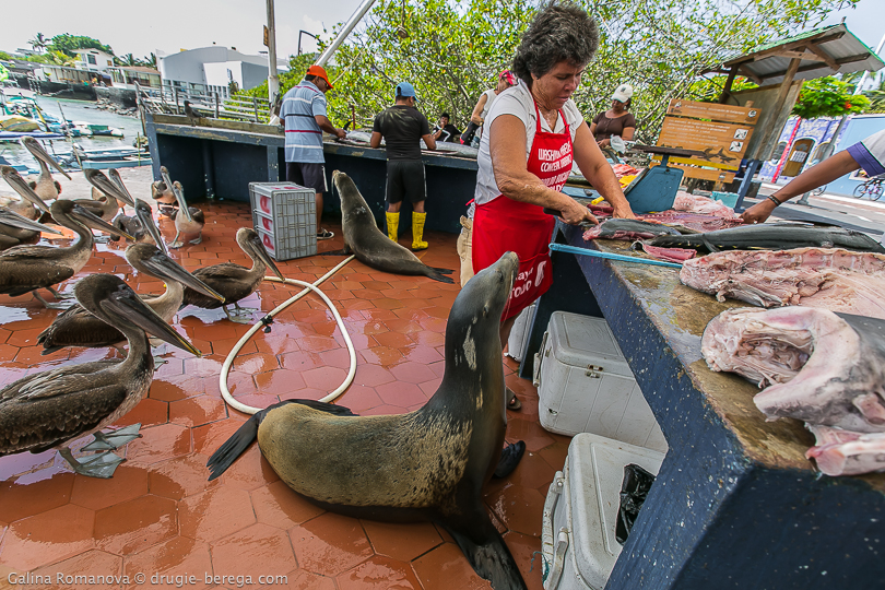 Галапагосские острова, рыбный рынок в Пуэрто-Айора