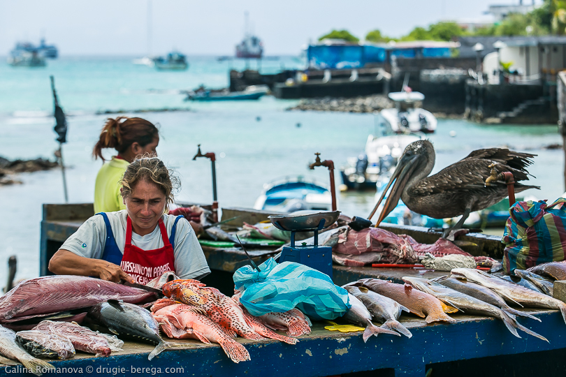 Галапагосские острова, рыбный рынок в Пуэрто-Айора