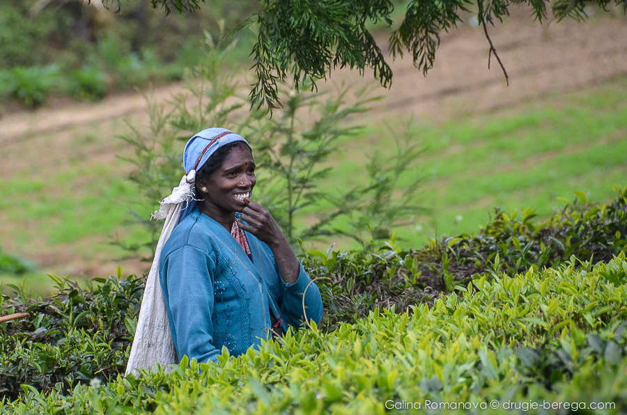Собирательница чайных листьев, Нувара Элия, Шри-Ланка, Nuvara Elia, Sri-Lanka