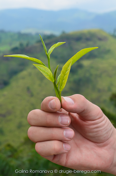 Чайный лист с плантации в Нувара Элии, Шри-Ланка