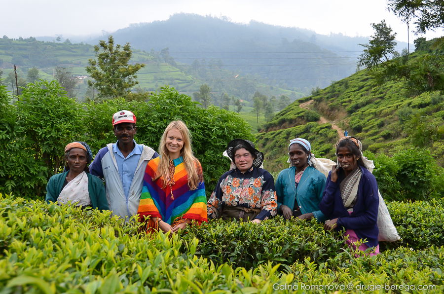 Чайные плантации Нувара Элия, Шри-Ланка, Nuvara Elia, Sri-Lanka