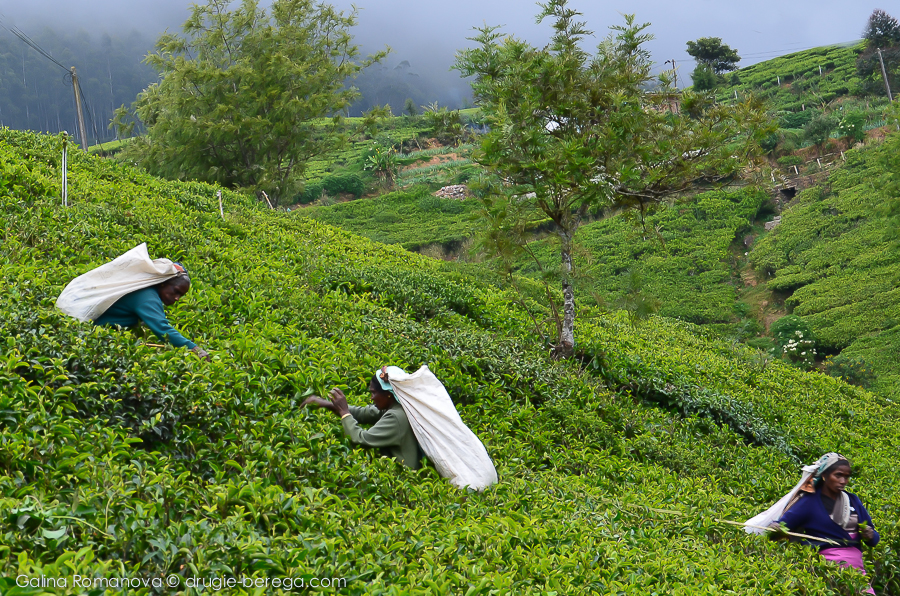 Чайные плантации Нувара Элия, Шри-Ланка, Nuvara Elia,  Sri-Lanka