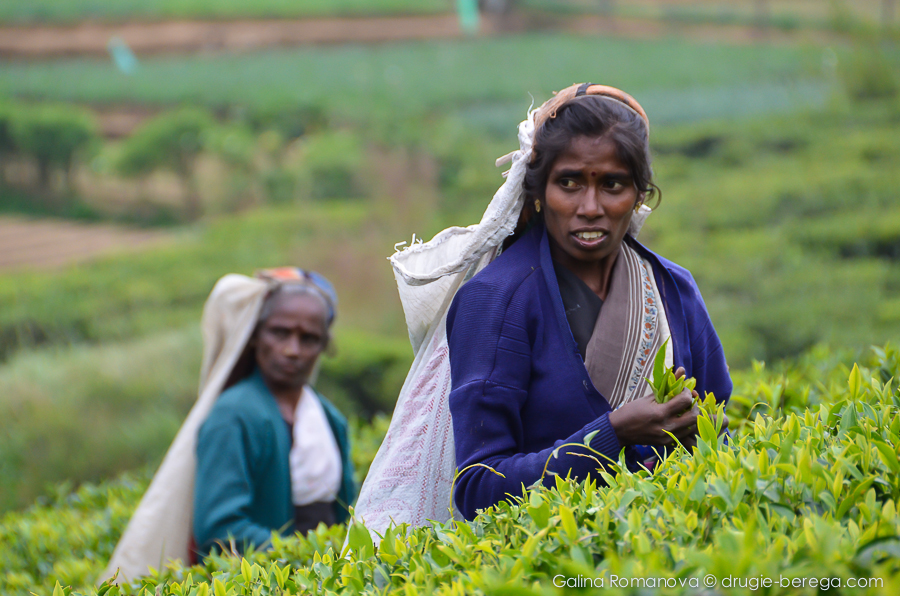 Собирательницы чайных листьев, Нувара Элия, Шри-Ланка, Nuvara Elia, Sri-Lanka