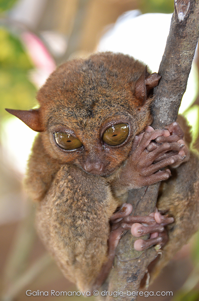 Остров Бохоль, филиппинский торсиер, долгопят (Philippines, Bohol, Philippine tarsier)