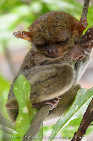 Остров Бохоль, филиппинский торсиер, долгопят (Philippines, Bohol, Philippine tarsier)